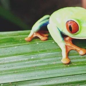 Meet your Posher, Peter